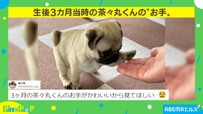 生後3カ月の犬が習得した“可愛すぎるお手”に「一発で心奪われた」14万人が悶絶 2枚目