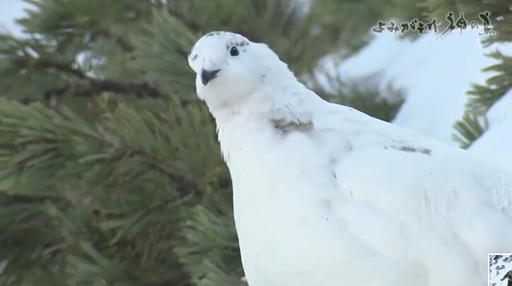 人を恐れない“神の鳥”をどう守り抜く？ ニホンライチョウ「復活作戦」が始動！