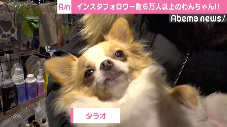 18年 戌年 のブレイクは必至か Cmや企業pr Snsで活躍する タレント犬 その他 Abema Times