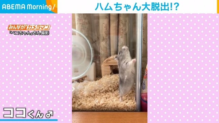 ハムスターが脱出図るも“キュートな転倒” 「コテン」と転がる様子に飼い主「可愛くて思わず撮影」
