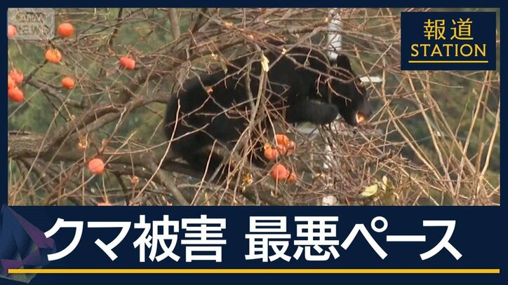 クマを引き寄せる『柿』対策は…クマ被害“過去最悪”ペースに