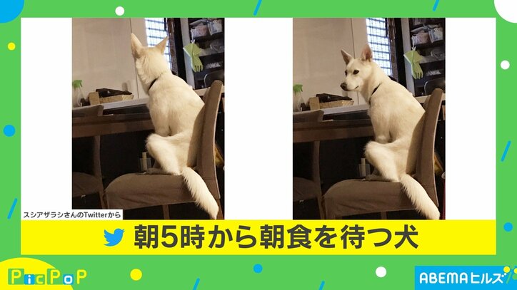 まるで人間!? 犬のモーニングルーティンに投稿主「早起きしたお年寄り感」