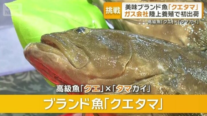 ブランド魚「クエタマ」