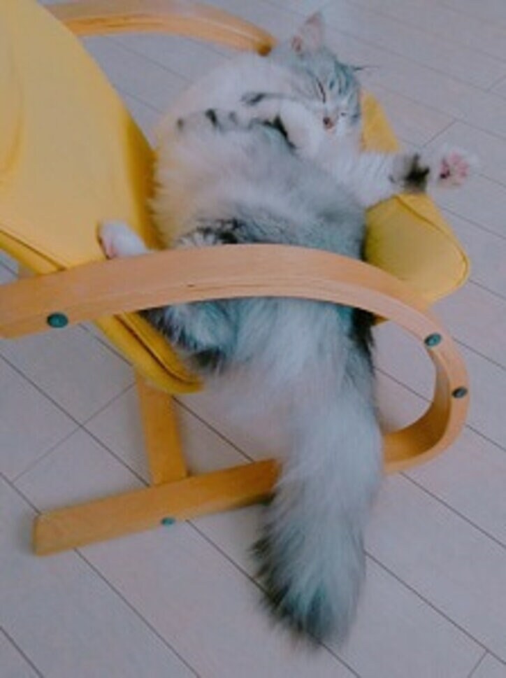 細川直美、寝相の悪い愛猫の姿を公開「天才的」「癒される」の声