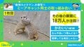 取っ組み合い→抱き合いに? ミーアキャットの“4コマ写真”が話題 投稿主「可愛さに悶えた」