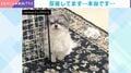 「やっべーー」イタズラがバレた……ワンコの“独特な表情”に「あざとい」「薄目しますよねw」と反響
