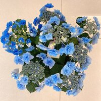 小柳ルミ子『✨妖精の瞳✨　9日目❤️』