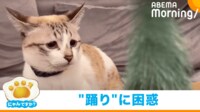 【映像】揺れるツリーに困惑する猫