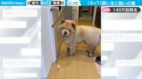 【映像】飼い主に疑惑の目を向けるモフモフ犬
