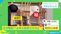 【映像】テーブル下に籠城する犬