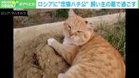 約7年…飼い主の墓で過ごすネコ ロシアの“ハチ公”と話題に