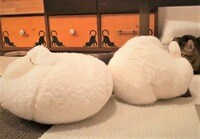 どっちが猫? クッションと見分けがつかないモフモフ“珍”現象に「完全に擬態」驚きの声