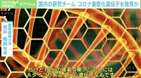 【映像】新型コロナの重症化リスク 遺伝子の配列や血液型が関係か