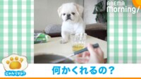 【映像】空っぽのお皿に“期待に満ちた眼差し”を向ける犬