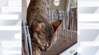 【映像】ダンボールに刺さったガンプラのパーツを無視して爪研ぎする猫