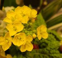 高橋英樹『花粉症と春の菜の花』