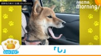 【映像】見事なベロ文字を披露する柴犬