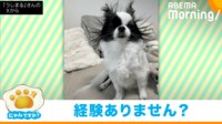 【映像】静電気で“ウニ”になったチワワ(全体ショット)