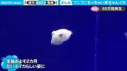 プニプニした白い“謎”の物体、じつはイカの赤ちゃんだった「想像できない」と驚きの声