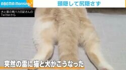 突然の雷で起きた珍事 猫の“頭隠して尻隠さず”状態に爆笑の渦「おもしろすぎ」「リアルバージョン」