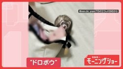 ちょっくらドロボウ…飼い主さんの財布だけを持ち去るフェレットさん　なぜ？