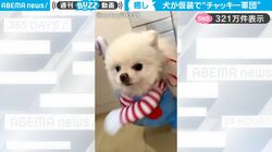 ナイフを持ったチャッキーが爆速で迫ってくる！わんこ3匹による“チャッキー仮装”がむちゃくちゃかわいい