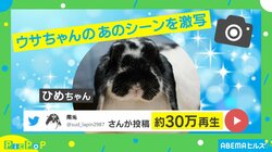 ウサギの水飲みシーンを“レアな角度”から撮影 「スゴい!お宝映像」「ずっと見ていられる」魅了される人続出