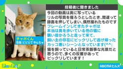「話は聞かせてもらったニャ」“絶妙なタイミング”で現れる猫の動画に大反響「カッコいい」「映画出れそう」