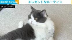 猫の“エレガントなモーニングルーティン”に「海老反りからのクルリンでへそ天w」「コロンコロンたまらん」と反響