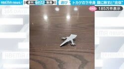 紙で作られたトカゲの下半身を鏡に映すと“驚きの作品”に…！SNSでは「なるほど頭いい！」「一反木綿？と思ったらトカゲw」と反響