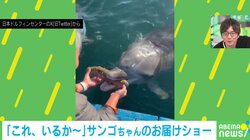 もっととってこよ! 器用にナマコを運ぶイルカの“愛くるしい”姿に「本当に賢いよね」「めちゃくちゃ癒やされた」とほっこり