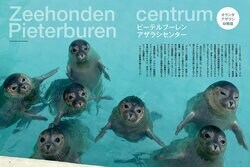 流行語大賞ノミネートの「アザラシ幼稚園」が表紙＆巻頭特集 話題のムック本『アザラシまるごとBOOK』が発売