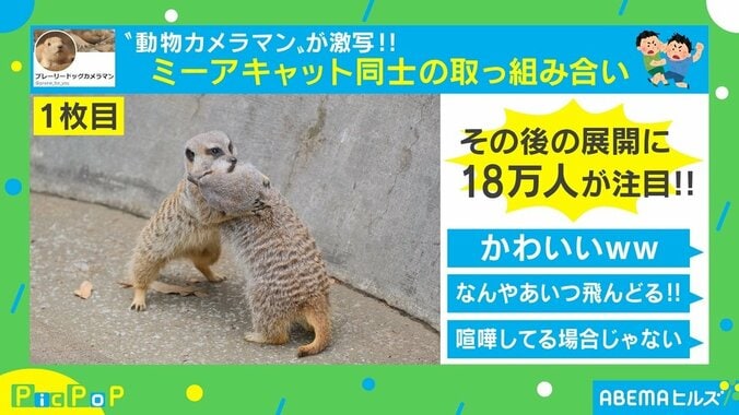 取っ組み合い→抱き合いに？ ミーアキャットの“4コマ写真”が話題 投稿主「可愛さに悶えた」 1枚目