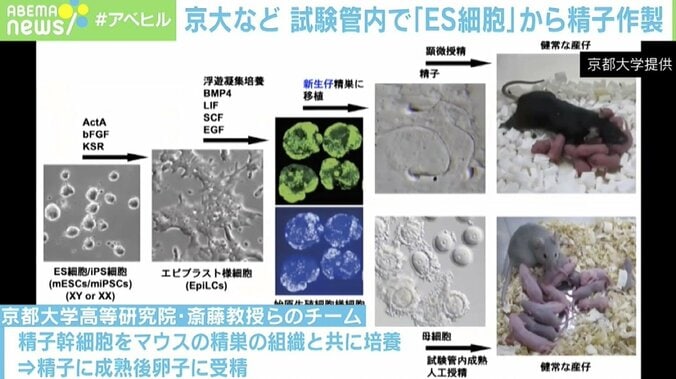 「ES細胞」で女性同士の子どもが出産可能に？ 専門家「ヒトへの応用はまだ」 1枚目