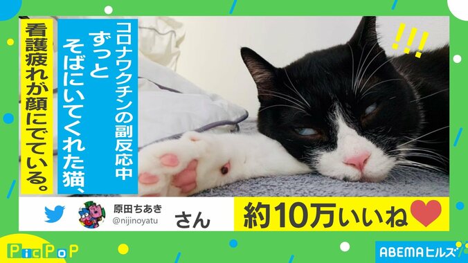 「おつかれニャン」副反応で寝込む飼い主に寄り添い… 看護疲れが顔に出てしまった猫 1枚目