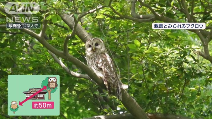 親鳥とみられるフクロウ