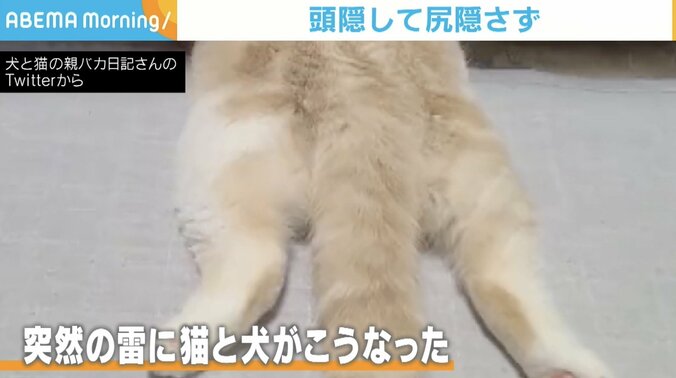 突然の雷で起きた珍事 猫の“頭隠して尻隠さず”状態に爆笑の渦「おもしろすぎ」「リアルバージョン」 1枚目