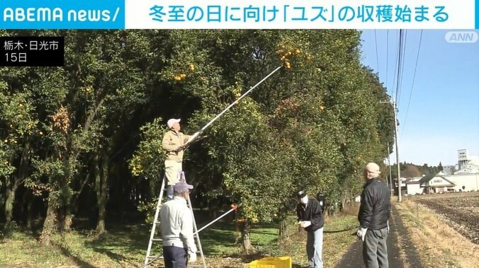 ユズを収穫する様子