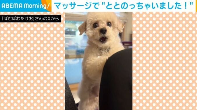 ぽむぽむたけおくん