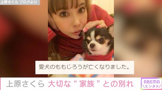 上原さくら、愛犬との別れに悲しみ「私が泣くと娘はとても心配して不安そうな顔をするので」家族の支えを明かす 1枚目