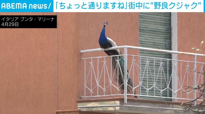 クジャク