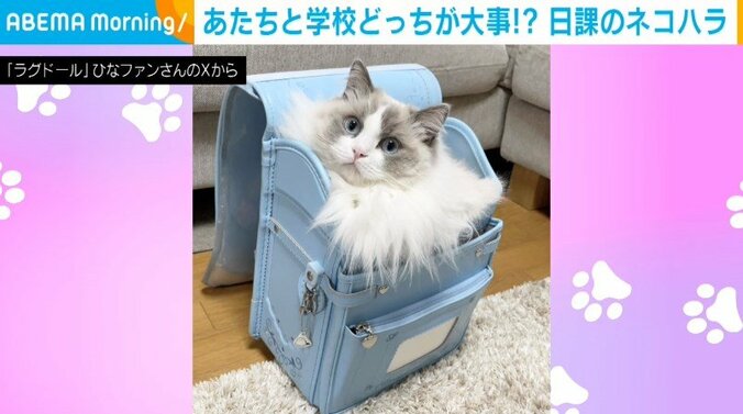 ラグドールのひなちゃん（4歳）