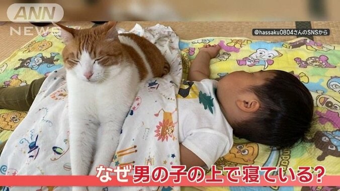 「気持ちよくて眠くなるニャン」寝ている男の子の上に乗ってウトウトするネコ　なぜ？ 1枚目