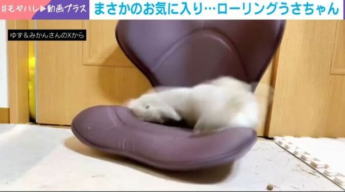 ネザーランドドワーフ・ゆずくん