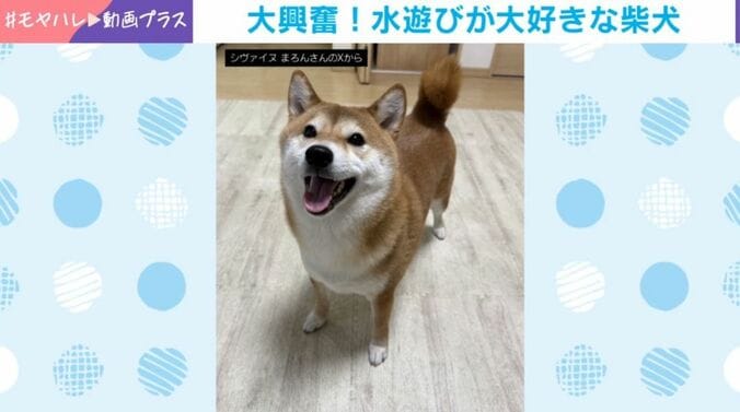 まろんちゃん