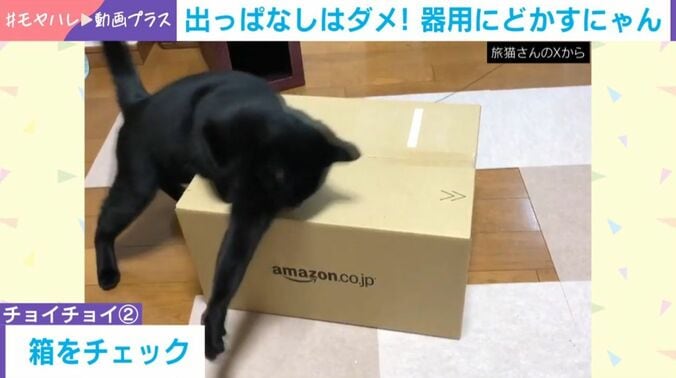 猫の黒豆くん