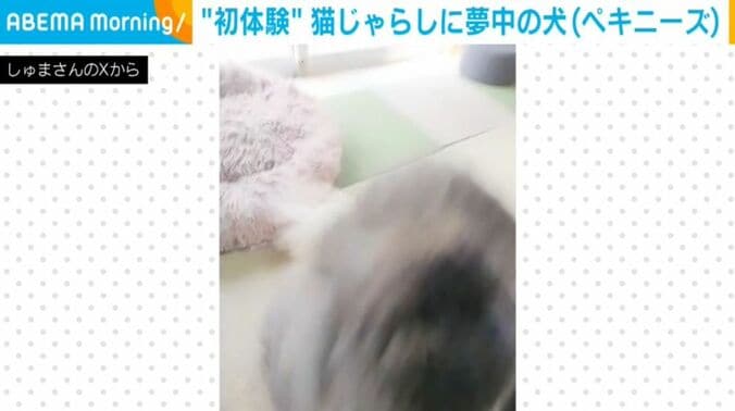 朱鞠くん