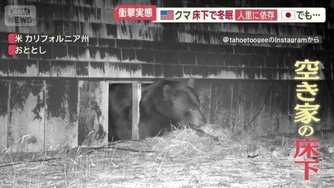 空き家の床下に入ろうとするクマ