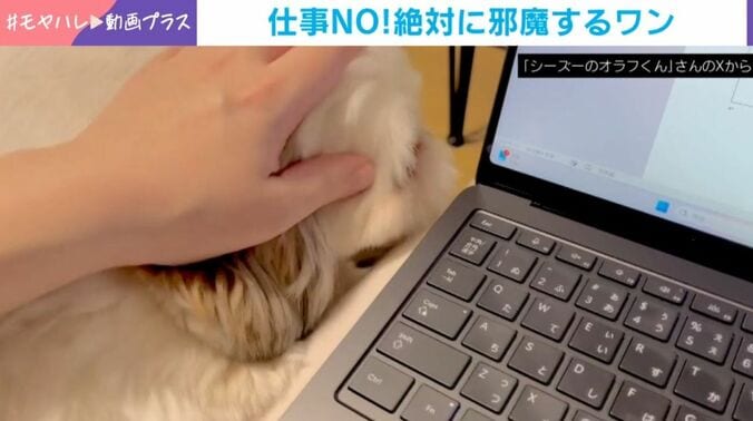 オラフくん