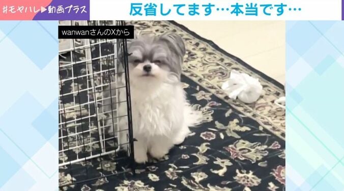 もじゅくん